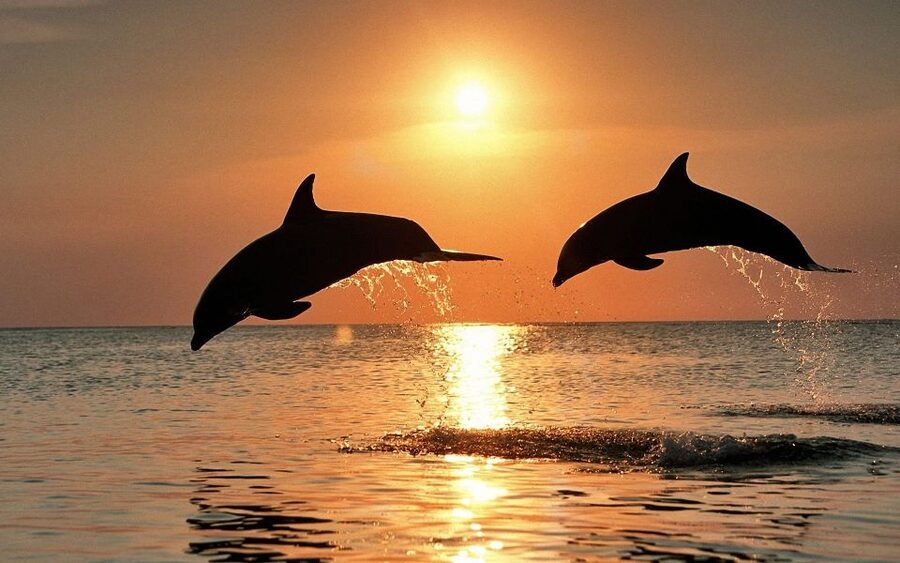 Pula: Dolphin&Sunset Cruise in Brijuni with Dinner&Drinks - The Europa cruise in one glance: what you’ll actually notice