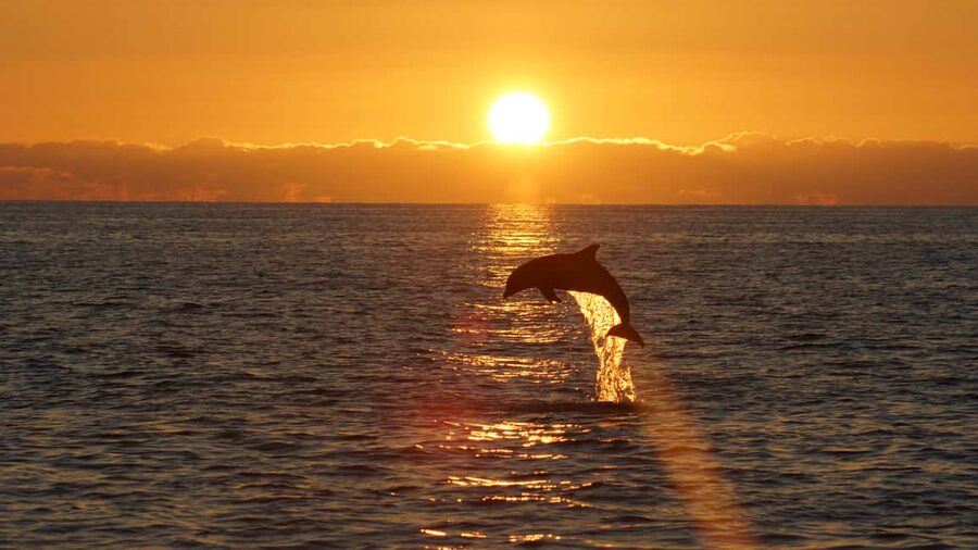 Pula: Dolphin Sunset Cruise to Brijuni with Dinner & Drinks - Key points before you go