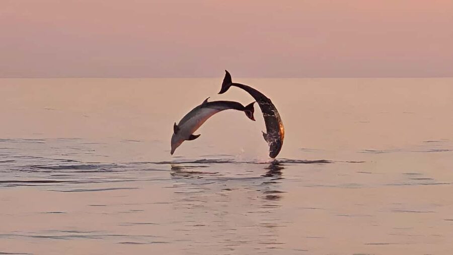 Pula: Dolphin Sunset Cruise to Brijuni with Dinner & Drinks - From Pula to Brijuni: what the cruise feels like