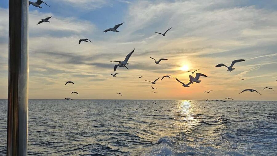 Pula: Dolphin Sunset Cruise to Brijuni with Dinner & Drinks - The guide and onboard info: Brijuni context without homework