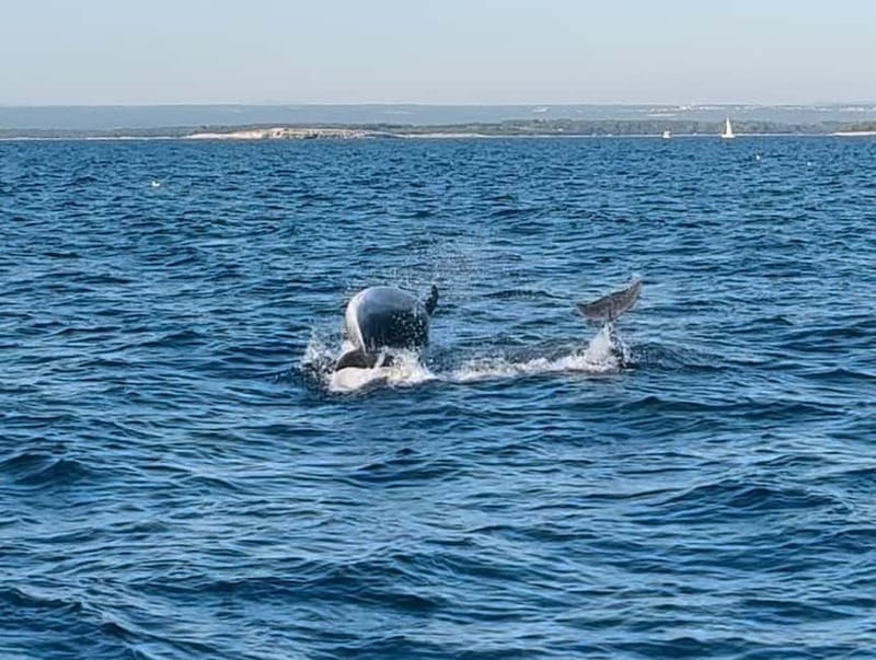 Pula: Dolphin-Watching Cruise at Sunset with Dinner & Drinks - Who this cruise suits best, and who should reconsider