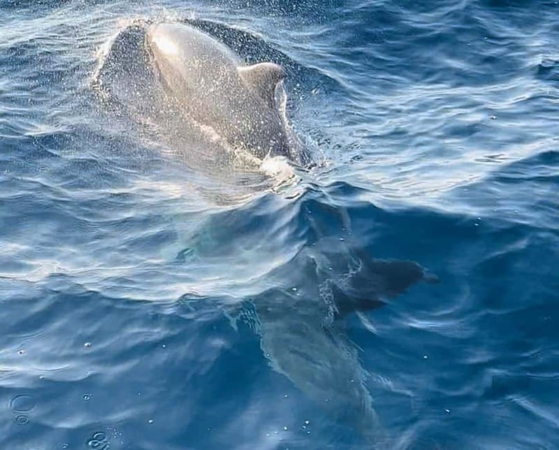 Pula: Dolphin-Watching Cruise at Sunset with Dinner & Drinks - From Pula to Brijuni: a sunset cruise that feels like a mini vacation