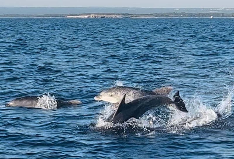 Pula: Dolphin-Watching Cruise at Sunset with Dinner & Drinks - The sailing portion: 14 Brijuni Islands from the seaside