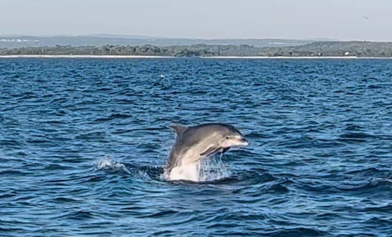 Pula: Dolphin-Watching Cruise at Sunset with Dinner & Drinks - Dinner on-board: grilled choices, salad, bread, and included wine