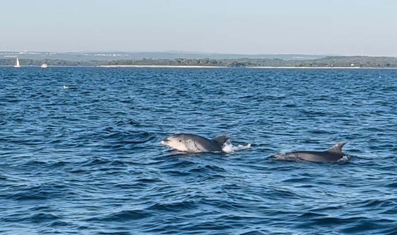 Pula: Dolphin-Watching Cruise at Sunset with Dinner & Drinks - Drinks included: white wine, orange juice, and water