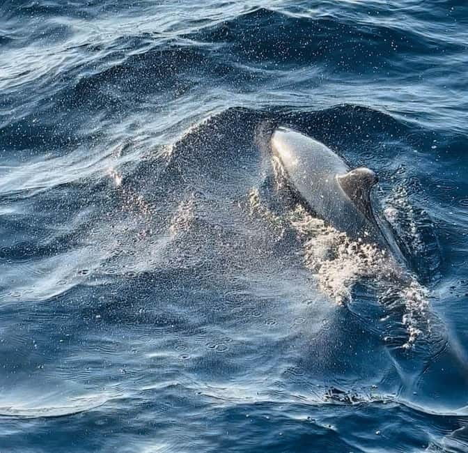Pula: Dolphin-Watching Cruise at Sunset with Dinner & Drinks - Price: how $62 stacks up for a 3-hour cruise with dinner and drinks