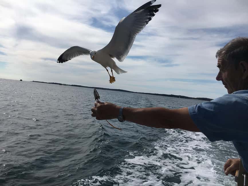 Pula: Dolphin Watching Sunset Cruise with Dinner & Drinks - Practical tips before you go