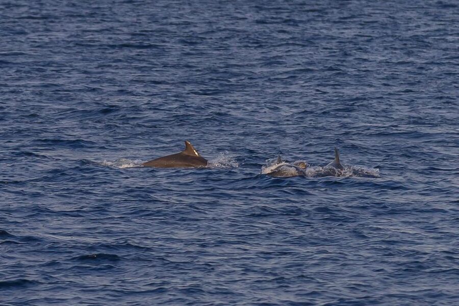 Pula: Dolphin Watching Sunset Cruise with Dinner & Drinks - Dinner on the water: Mediterranean comfort with unlimited drinks