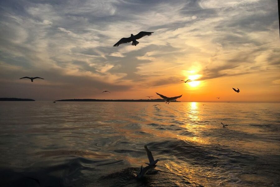 Pula: Dolphin Watching Sunset Cruise with Dinner & Drinks - Value at about $65: is it worth the price in real life?