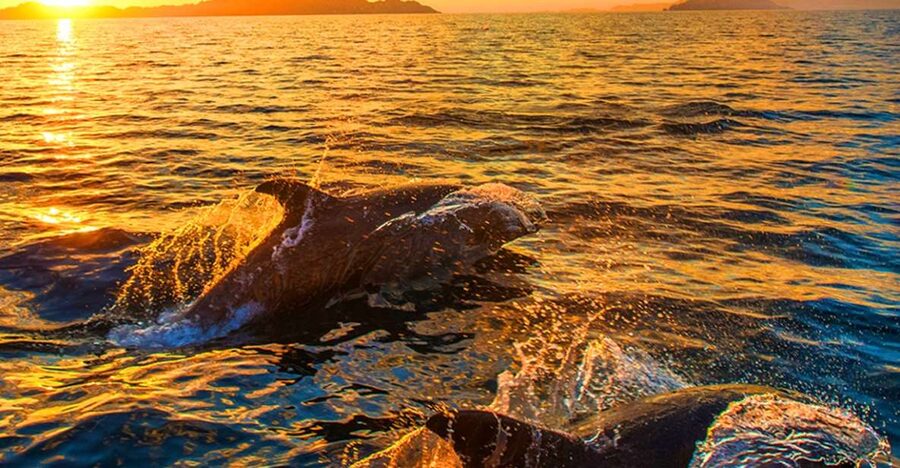 Pula: National Park Brijuni Dolphin Cruise with Dinner - First impressions: boarding in Pula and settling on the ship
