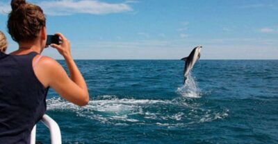 Pula: National Park Brijuni Island Visit & Dolphin Cruise - The Korkyra Boat Setup: Comfort, Views, and Drinks That Keep the Day Easy