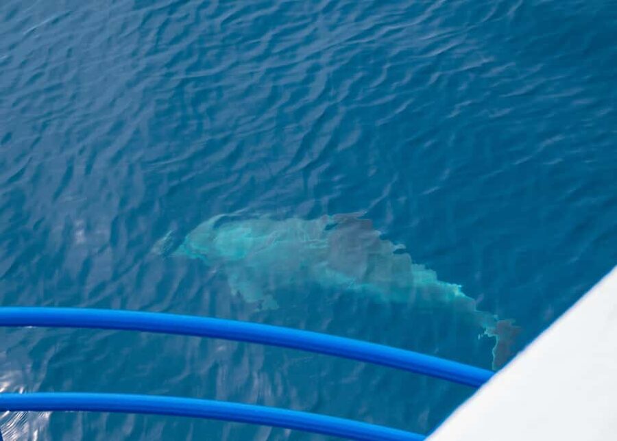 Pula: Private Dolphins & Sunset Tour With Dinner & Drinks - On-board dinner: chef-cooked choices and drinks included