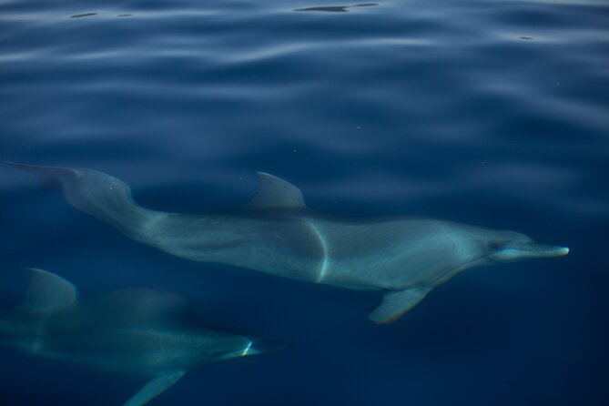 Pula: Private Golden Hour Sail - Dolphins, Drinks & Brijuni Views - Key Highlights You’ll Feel Right Away