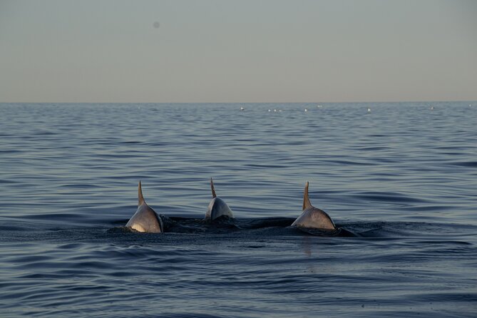 Pula: Private Golden Hour Sail - Dolphins, Drinks & Brijuni Views - Ethical Dolphin Watching Near Brijuni National Park