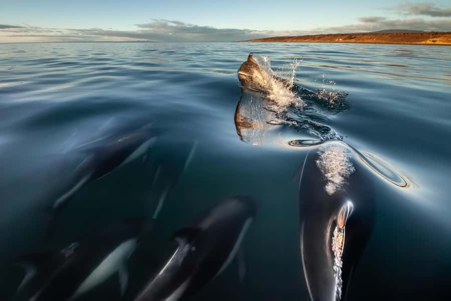Punta Arenas: Austral Dolphin & Wildlife Watching Boat Tour - Key moments worth getting up early for