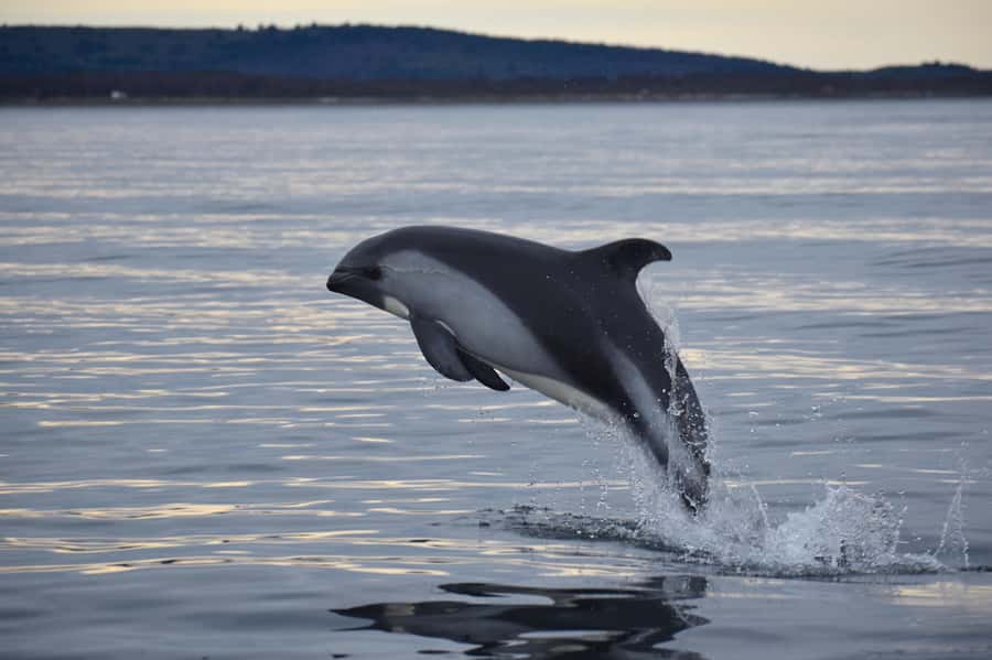 Punta Arenas: Austral Dolphin & Wildlife Watching Boat Tour - Bahía Agua Fresca: why this bay works for dolphin watching
