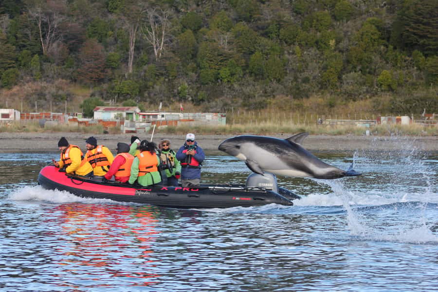Punta Arenas: Austral Dolphin & Wildlife Watching Boat Tour - What you’ll see up close: austral dolphins and coastal birdlife