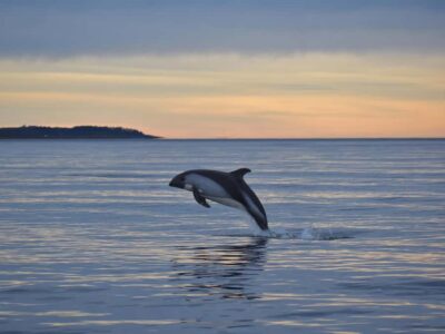 Punta Arenas: Austral Dolphin & Wildlife Watching Boat Tour - 3 hours that move fast: pickup to Zodiac ride