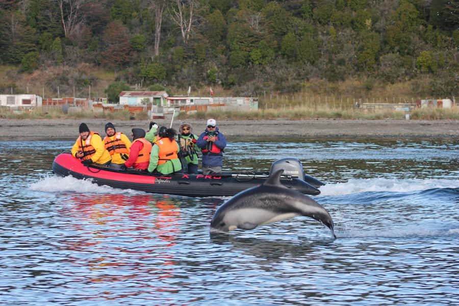 Punta Arenas: Austral Dolphin & Wildlife Watching Boat Tour - Value for the price: what $190 buys you in real terms