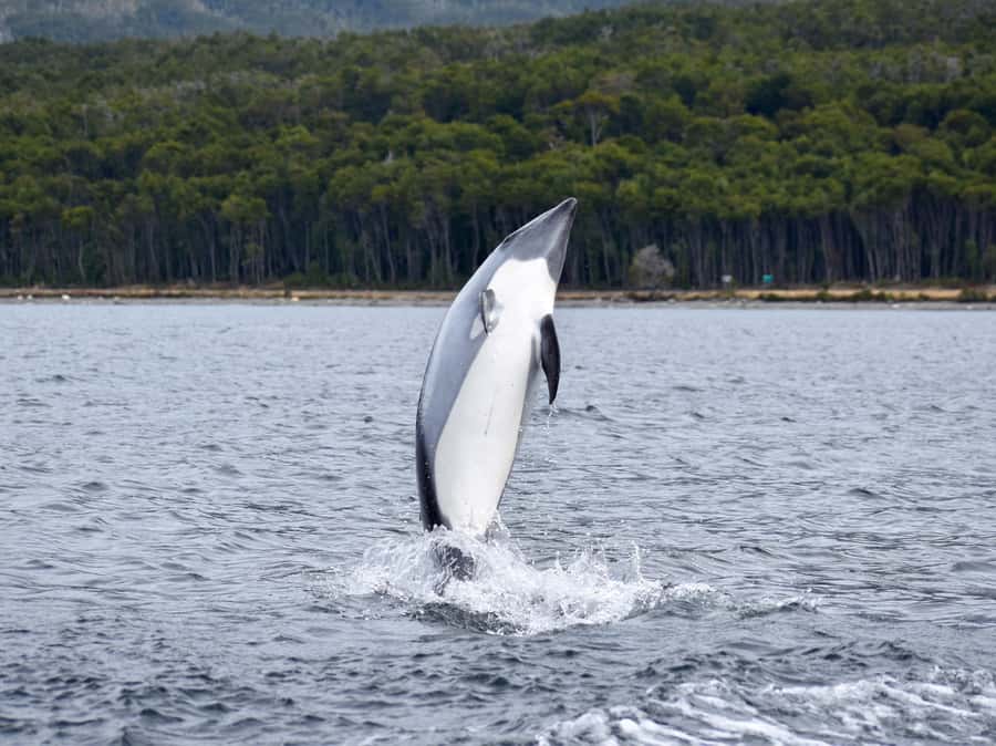Punta Arenas: Austral Dolphin & Wildlife Watching Boat Tour - Who this tour suits best (and who should skip it)