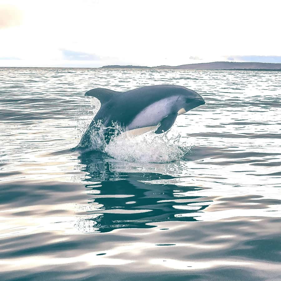 Punta Arenas: Austral Dolphin & Wildlife Watching Boat Tour - Should you book the Punta Arenas dolphin-and-wildlife Zodiac tour?