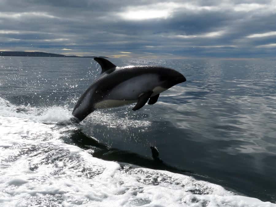 Punta Arenas: Austral Dolphin & Wildlife Watching Boat Tour - FAQ