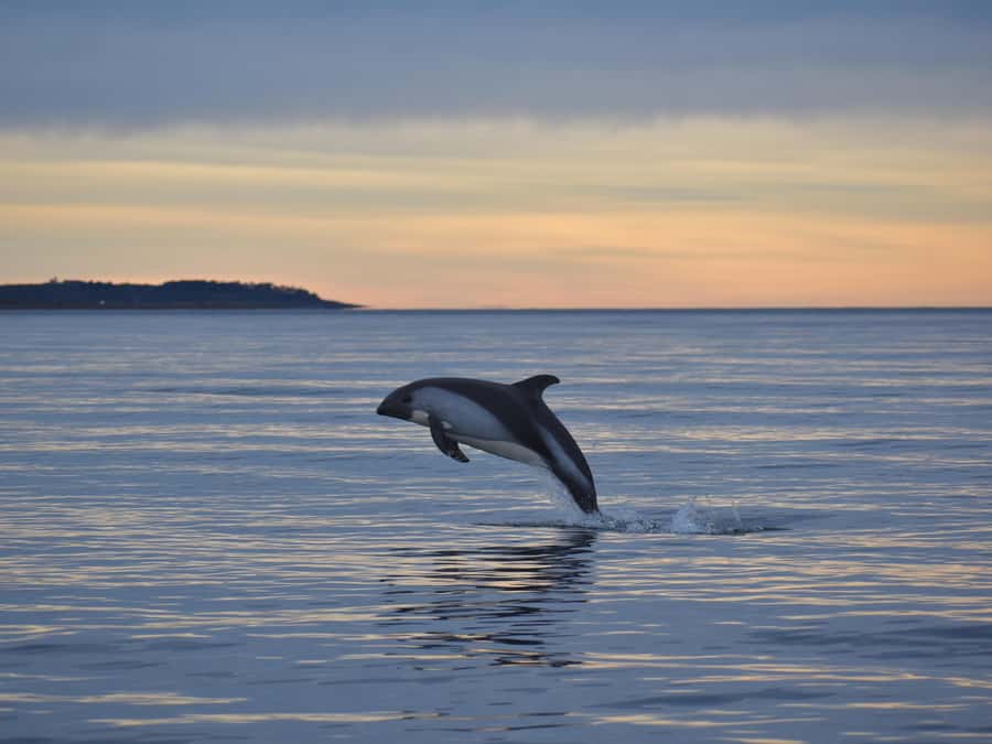 Punta Arenas: Austral Dolphin & Wildlife Watching Boat Tour - 3 hours that move fast: pickup to Zodiac ride