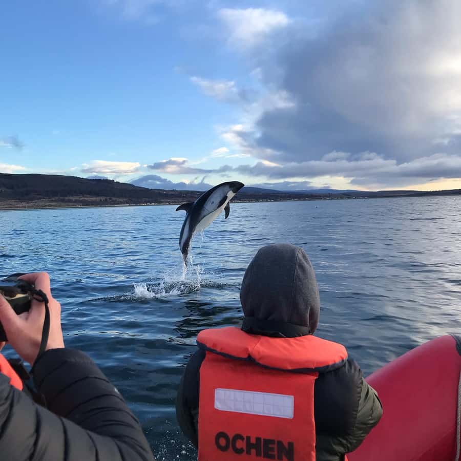 Punta Arenas: Dolphin & Wildlife Watching - Key things to know before you book