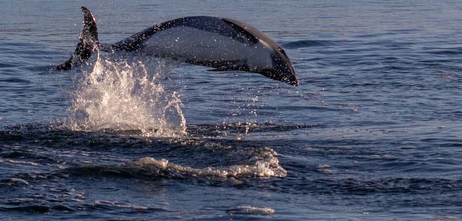 Punta Arenas: Dolphin & Wildlife Watching - Why dolphin watching in Punta Arenas feels different