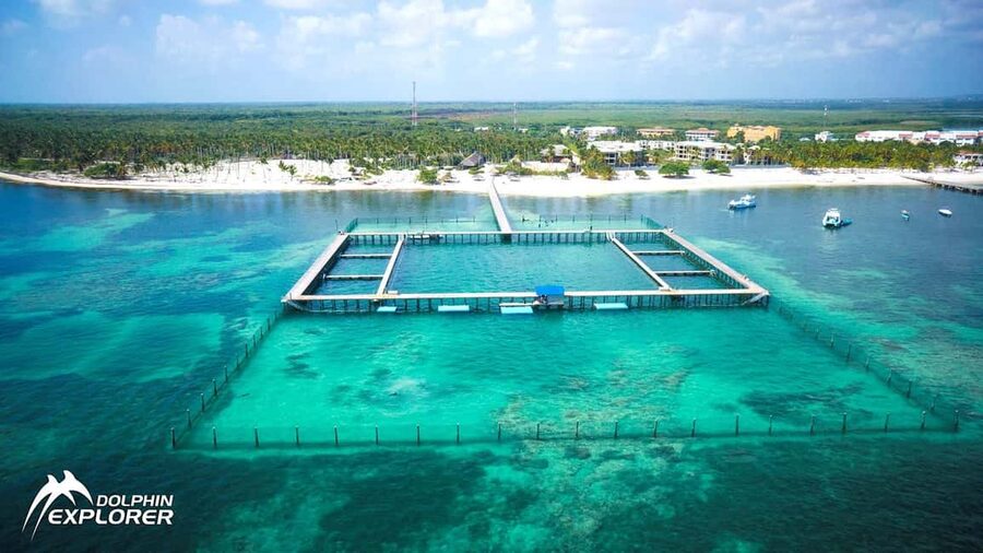 Punta Cana Dolphin Adventure: 40-Minute Interaction - Key Highlights Worth Your Time