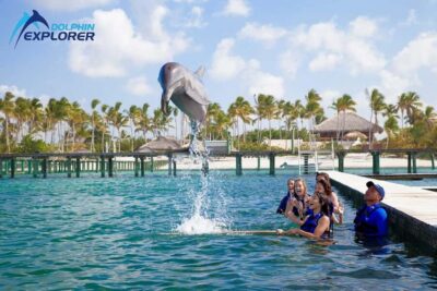 Punta Cana Dolphin Adventure: 40-Minute Interaction - Getting There From Your Hotel in Bavaro and Beyond