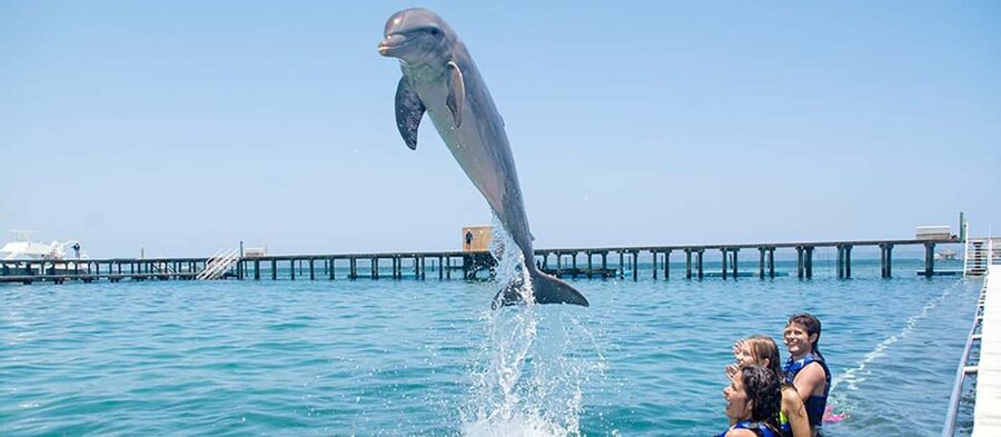 Punta Cana Dolphin Adventure: 40-Minute Interaction - The 40-Minute Interaction: Hugs, Kisses, and Trainer Guidance