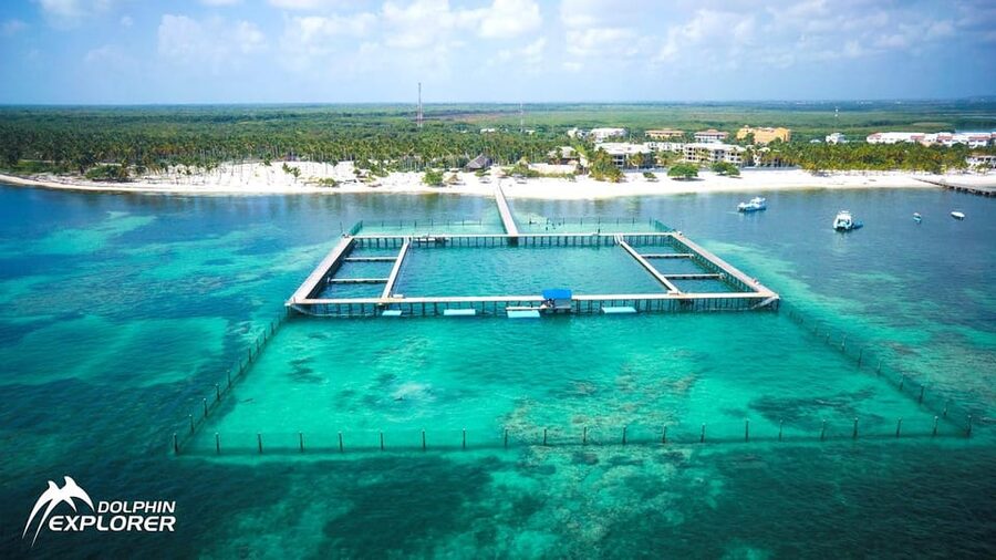 Punta Cana Dolphin Adventure: 40-Minute Interaction - Price and Value: Is $167 Worth It?