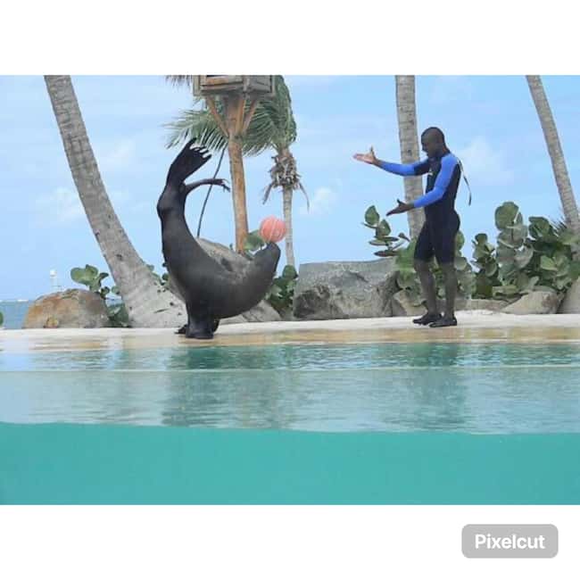 Punta Cana: Dolphin Explorer Park Entry, Swim, or Encounter - Dolphin Aerial Acrobatics: More Than a Pretty Bonus