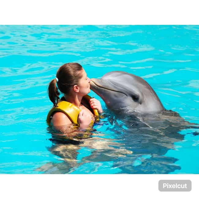 Punta Cana: Dolphin Explorer Park Entry, Swim, or Encounter - Price and Value: Is $140 Worth It Here?