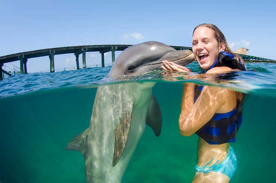 Punta Cana: Dolphin Explorer Swims and Interactions - Key highlights you should notice
