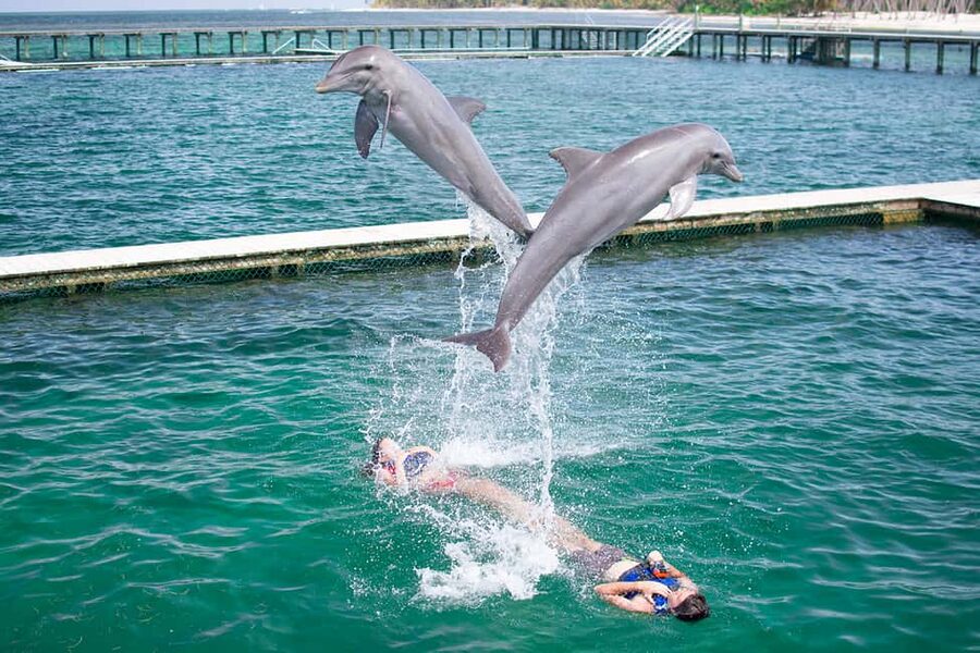 Punta Cana: Dolphin Explorer Swims and Interactions - What Happens When You’re In the Water: Leaps, Kisses, and Trainer Cues