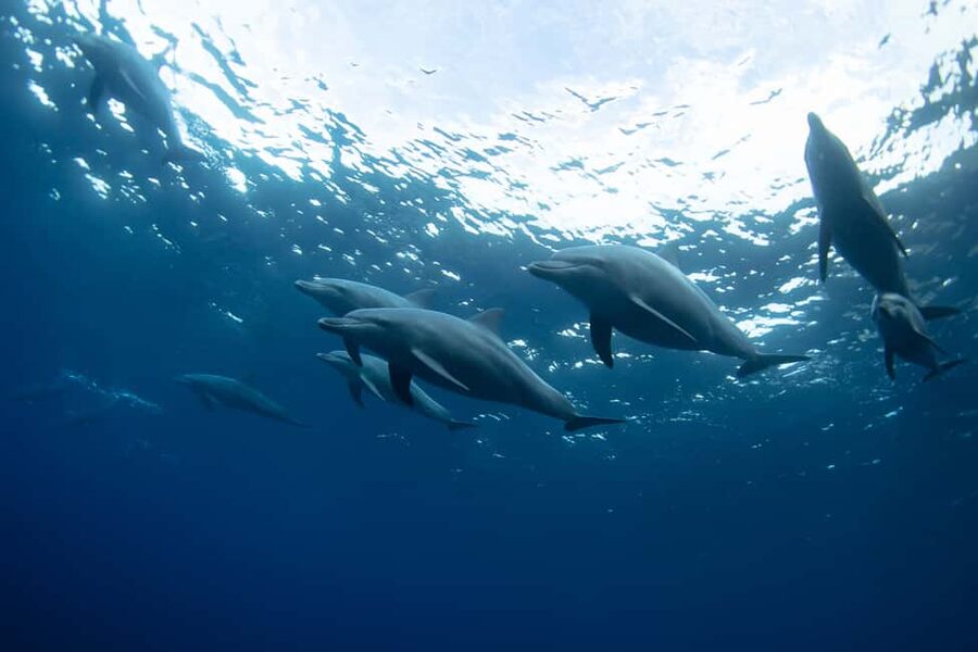 Punta Cana: Dolphin Explorer Swims and Interactions - Photos, Phones, and the Cost of Memories