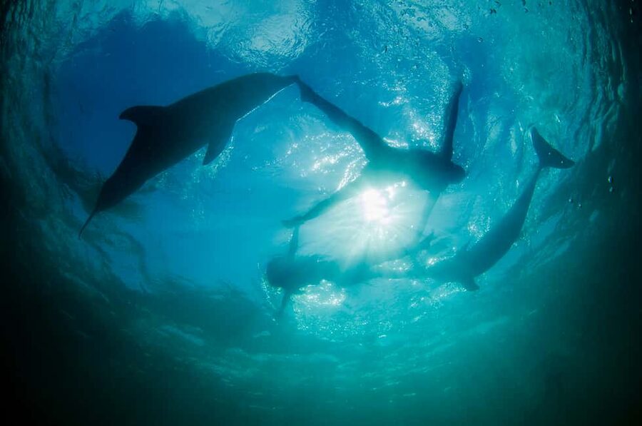 Punta Cana: Dolphin Explorer Swims and Interactions - Who Should Book, and Who Should Skip This Swim