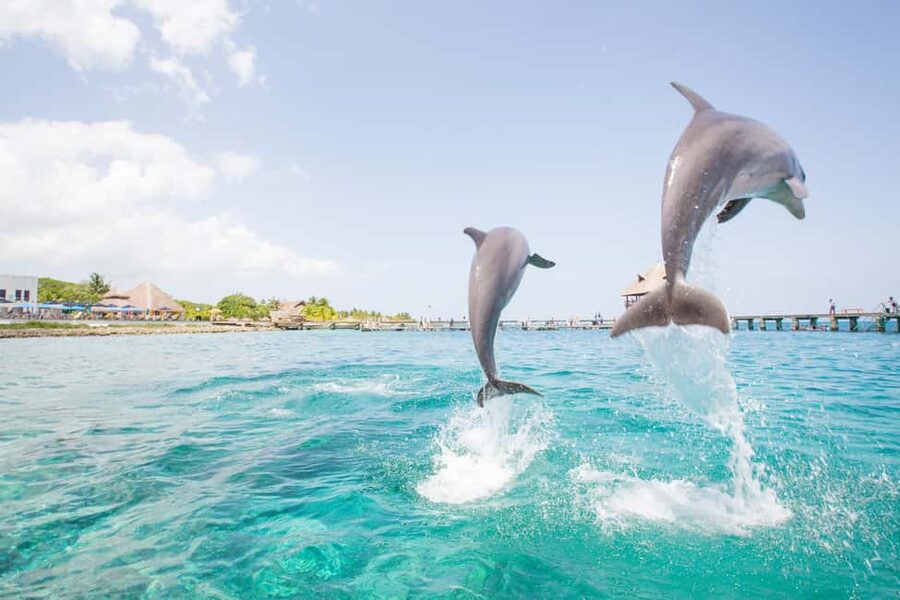 Punta Cana: Dolphin Explorer Swims and Interactions - Practical Tips That Make the Difference in Punta Cana