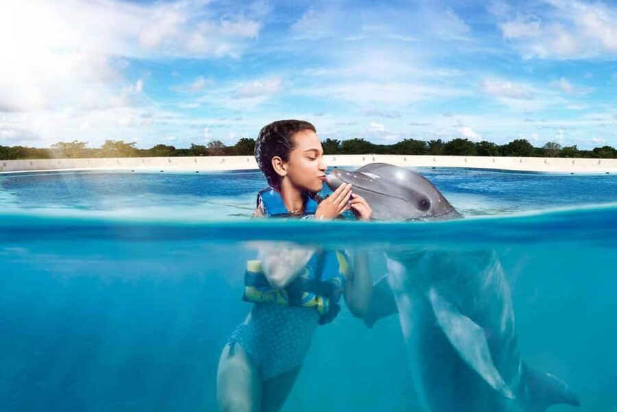 Punta Cana: Dolphin Interaction Experience & Hotel Transfers - Key highlights you’ll actually care about
