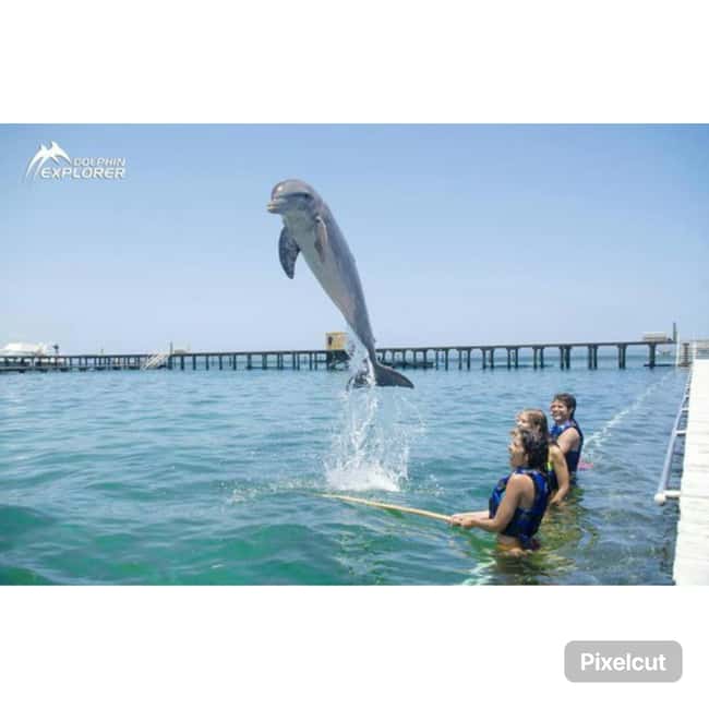 Punta Cana: Dolphin Park Entry and Swim with Dolphins - Accessibility and Language: Easy Communication, Clear Support
