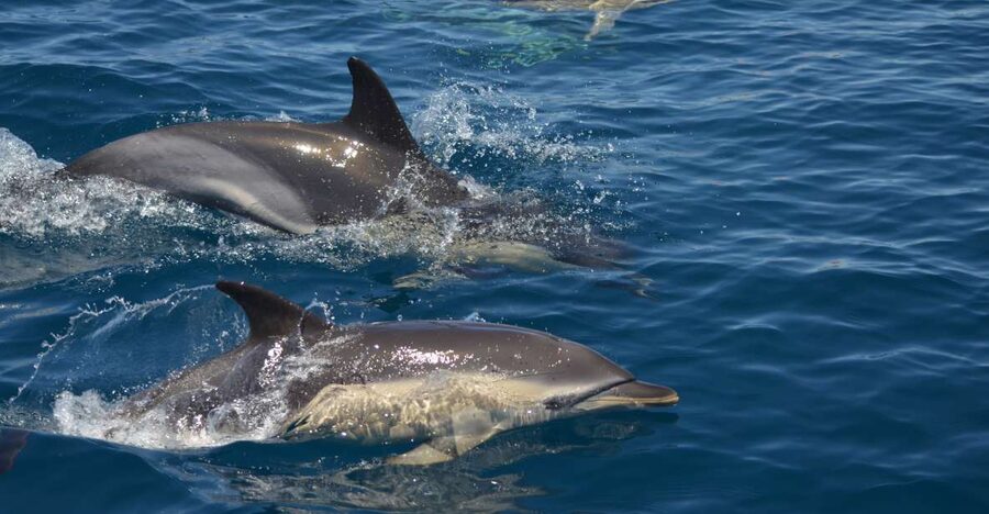 Quarteira: Algarve Coast, Caves and Dolphin Watching Cruise - Quarteira Dolphin Watching: A Short Cruise That Actually Delivers