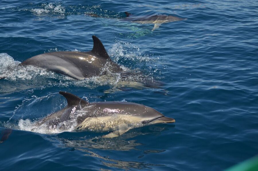 Quarteira: Algarve Coast, Caves and Dolphin Watching Cruise - Cruise Style and Safety: What the Live English Guide Does for You