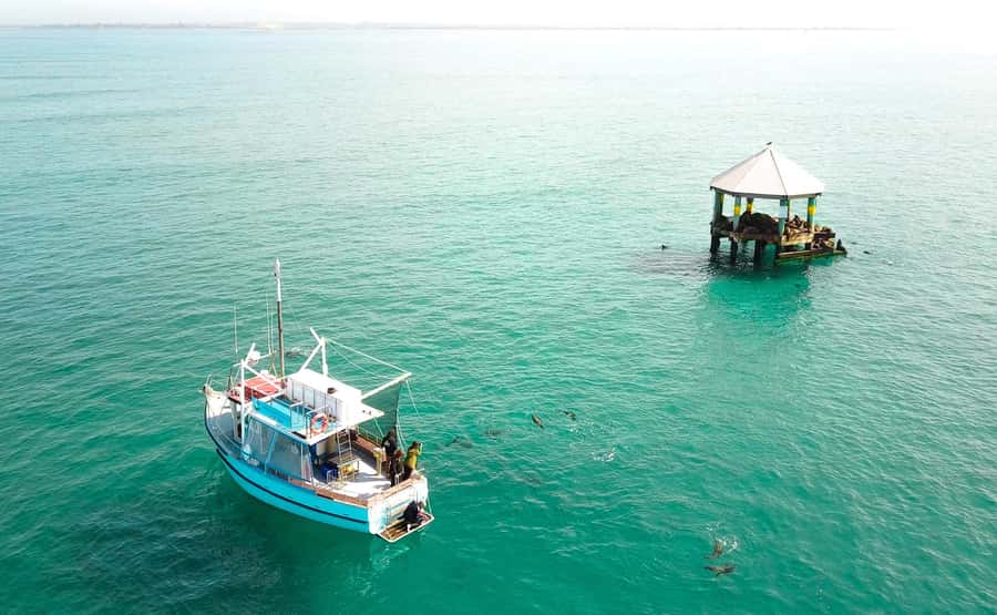 Queenscliff Harbour: 3.5hr Seal & Dolphin Snorkelling Tour - Key things that make this tour worth your time