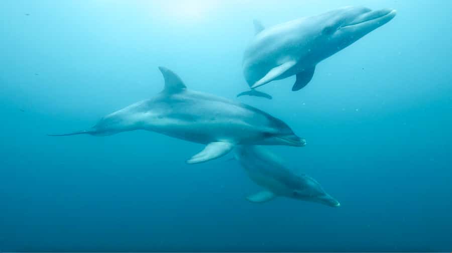 Queenscliff Harbour: 3.5hr Seal & Dolphin Snorkelling Tour - Queenscliff Harbour meets Port Phillip Bay wildlife