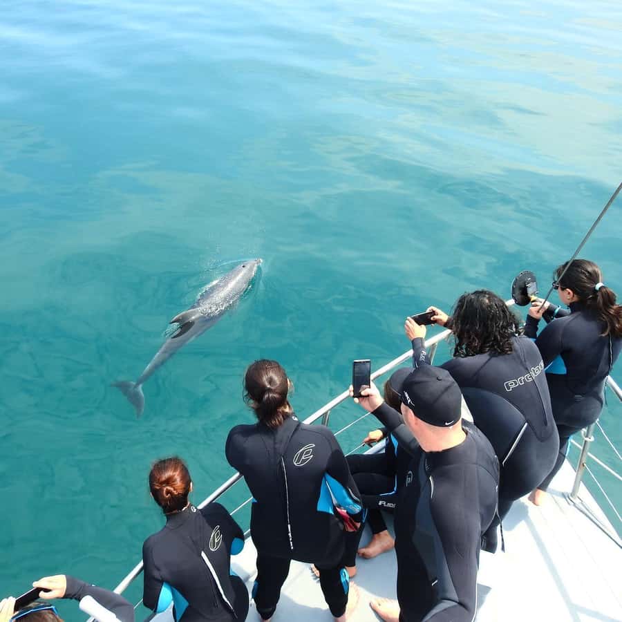 Queenscliff Harbour: 3.5hr Seal & Dolphin Snorkelling Tour - Popes Eye snorkel: building confidence in calm, shallow water