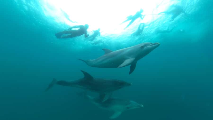 Queenscliff Harbour: 3.5hr Seal & Dolphin Snorkelling Tour - Dolphin searching: how the crew keeps it fun and compliant