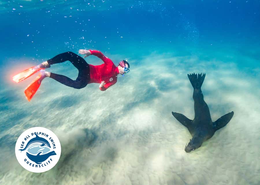 Queenscliff Harbour: 3.5hr Seal & Dolphin Snorkelling Tour - Gear that makes the water part easier: wetsuit, mask, jacket