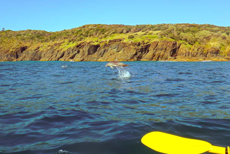 Rainbow Beach: Kayaking with Dolphins and Beach 4WD Tour - Great Sandy National Park 4WD, then Double Island Point kayaking